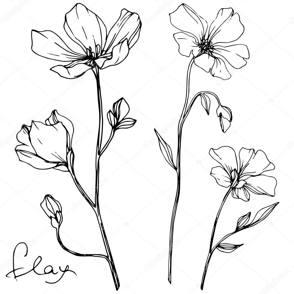 Vector Flax floral botanical flower. Wild spring leaf wildflower isolated. Black and white engraved ink art. Isolated flax illustration element on white background.