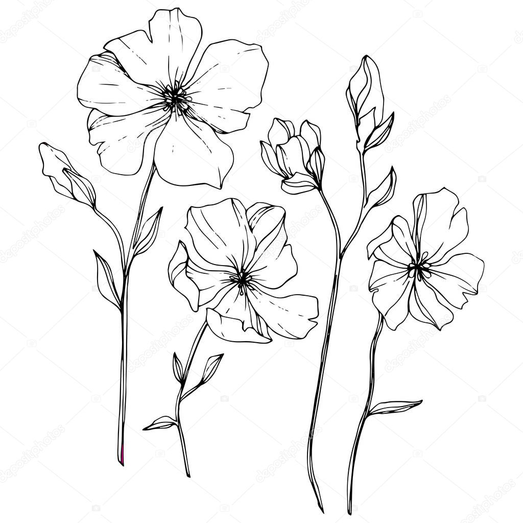 Vector Flax floral botanical flower. Wild spring leaf wildflower isolated. Black and white engraved ink art. Isolated flax illustration element on white background.