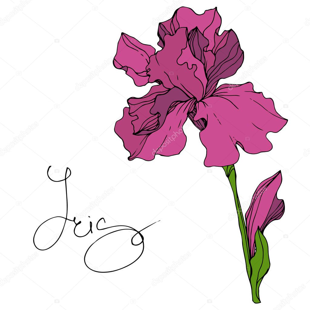 Vector Maroon Iris floral botanical flower. Wild spring leaf wildflower isolated. Engraved ink art. Isolated iris illustration element.