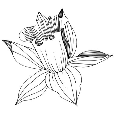 Vektör Narcissus botanik çiçek. Vahşi bahar yaprak izole kır çiçeği. Siyah ve beyaz mürekkep sanat kazınmış. İzole nergis illüstrasyon öğe beyaz arka plan üzerinde.