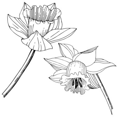 Vektör Narcissus botanik çiçek. Vahşi bahar yaprak izole kır çiçeği. Siyah ve beyaz mürekkep sanat kazınmış. İzole nergis illüstrasyon öğe beyaz arka plan üzerinde.