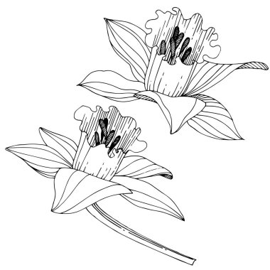 Vektör Narcissus botanik çiçek. Vahşi bahar yaprak izole kır çiçeği. Siyah ve beyaz mürekkep sanat kazınmış. İzole nergis illüstrasyon öğe beyaz arka plan üzerinde.