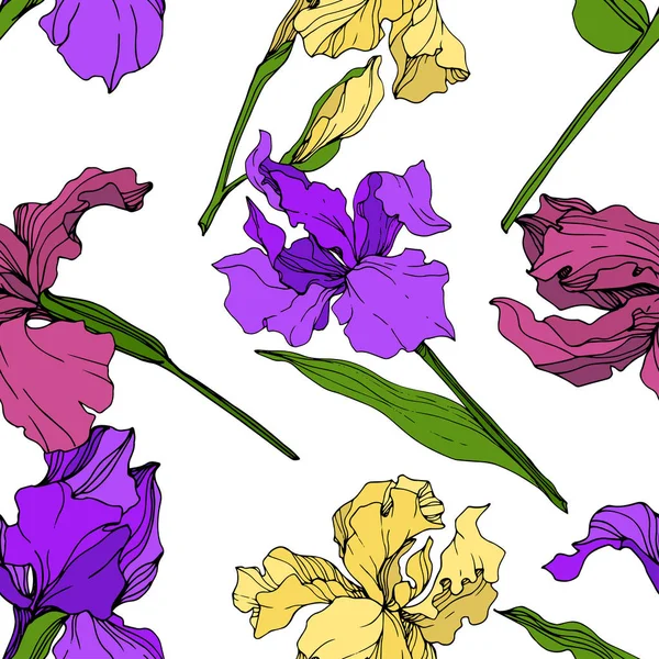 Wektor Żółty Purpurowy Maroon Irys Kwiat Kwiatowy Botanicznych Wiosna Dzikiego — Wektor stockowy