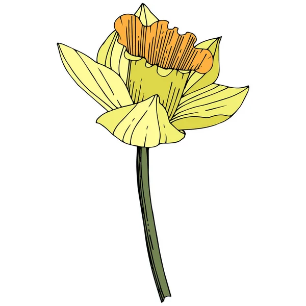 Vector Narciso Amarillo Flor Botánica Floral Flor Silvestre Hoja Primavera — Vector de stock