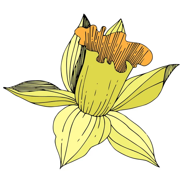 Vector Narciso Amarillo Flor Botánica Floral Flor Silvestre Hoja Primavera — Vector de stock