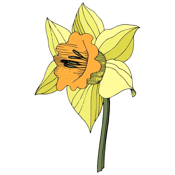 Vetor Amarelo Narciso Flor Botânica Floral Folha Selvagem Primavera Wildflower —  Vetores de Stock