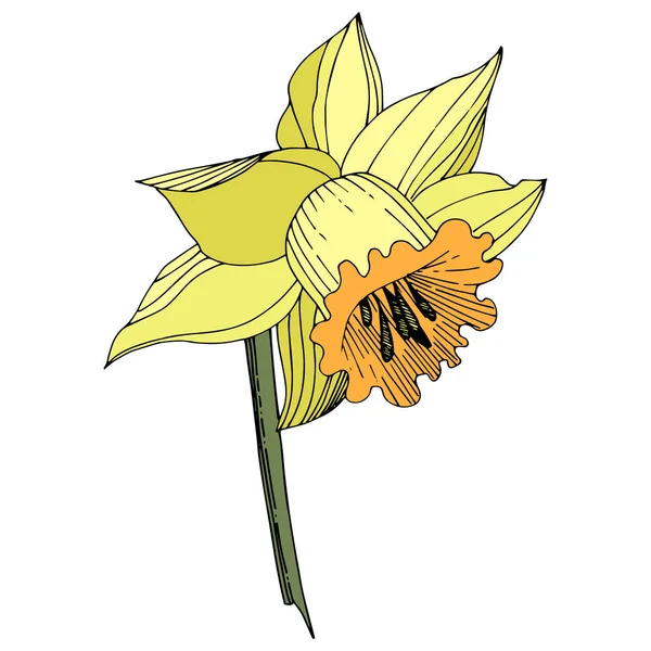 ベクター黄色いスイセンの花植物花 野生春葉のワイルドフラワーが分離されました 刻まれたインク アート 白い背景の分離の水仙の図要素 — ストックベクタ