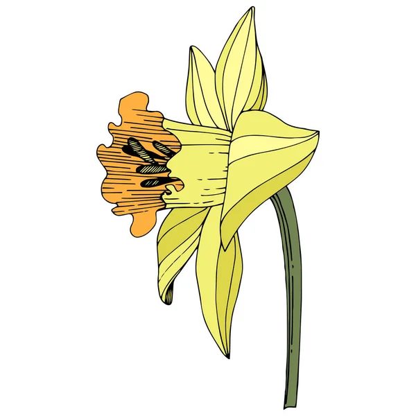 Wektor Żółty Narcyz Botaniczny Kwiat Kwiatowy Wiosna Dzikiego Wildflower Liść — Wektor stockowy