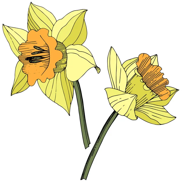노란색 꽃입니다 플라워 격리입니다 새겨진된 예술입니다 배경에 — 스톡 벡터