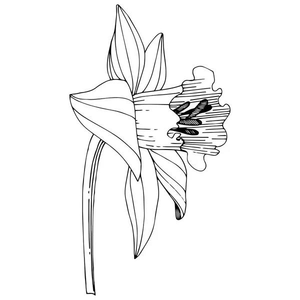 Vector Narcissus Floare Florală Botanică Frunze Sălbatice Primăvară Izolate Artă — Vector de stoc
