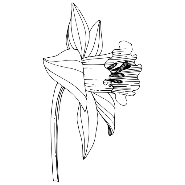 Vector Narcissus Floral Botanische Bloem Wild Voorjaar Blad Wildflower Geïsoleerd — Stockvector