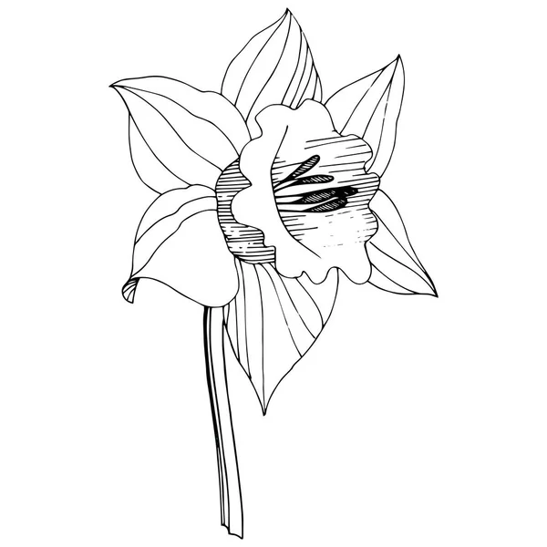 ベクトル水仙花植物花 野生春葉のワイルドフラワーが分離されました 黒と白には アートが刻まれています 白い背景の分離の水仙の図要素 — ストックベクタ