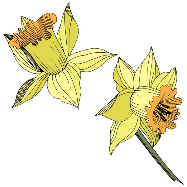 Vector Narciso Amarillo Flor Botánica Floral Flor Silvestre Hoja Primavera — Vector de stock