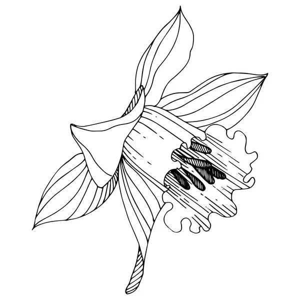 Διάνυσμα Floral Βοτανικό Λουλούδι Νάρκισσος Άγρια Άνοιξη Φύλλων Wildflower Απομονωμένη — Διανυσματικό Αρχείο