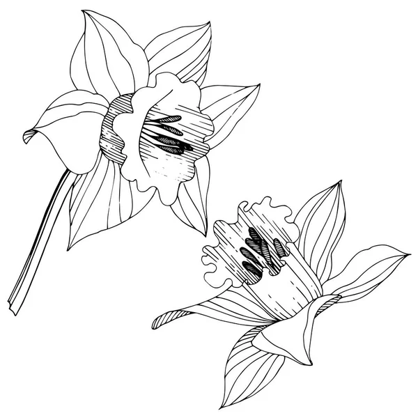 Vector Narcissus Flor Botánica Floral Flor Silvestre Hoja Primavera Aislada — Archivo Imágenes Vectoriales