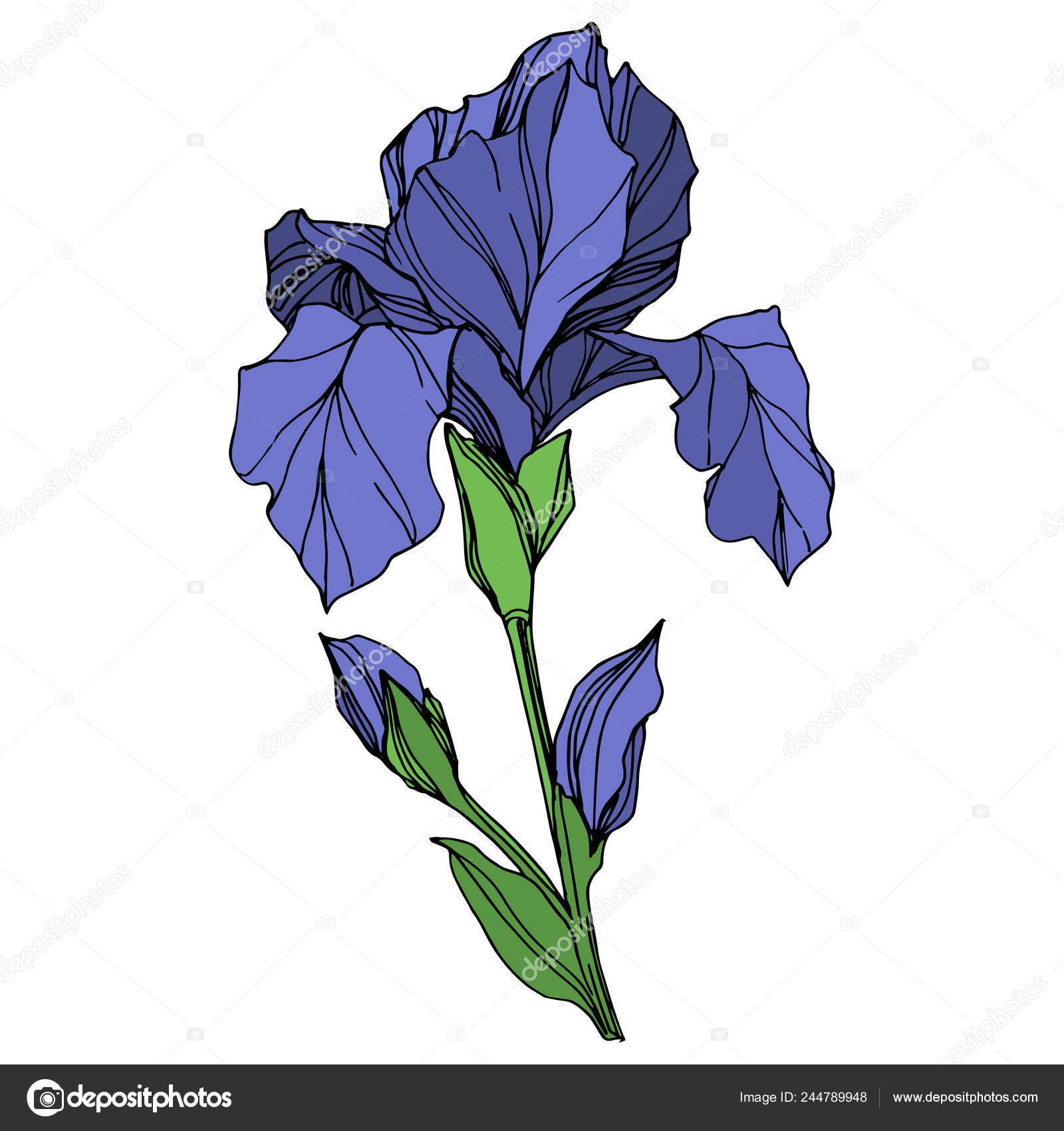 ᐈ Iris Flowers Stock Drawings Royalty Free Iris Flower Bud Pictures Download On Depositphotos