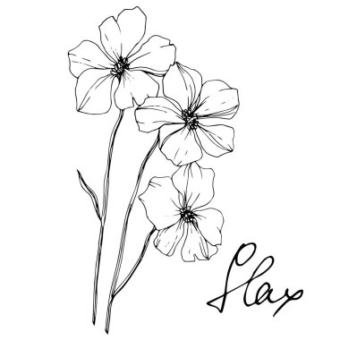 Vector Flax floral botanical flower. Wild spring leaf wildflower isolated. Black and white engraved ink art. Isolated flax illustration element on white background. clipart