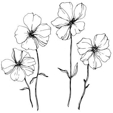 Keten botanik çiçek vektör. Vahşi bahar yaprak izole kır çiçeği. Siyah ve beyaz mürekkep sanat kazınmış. Beyaz arka plan üzerinde izole keten illüstrasyon öğesi.