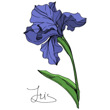Vektör mavi iris botanik çiçek. Vahşi bahar yaprak izole kır çiçeği. Mavi ve yeşil mürekkep sanat kazınmış. İzole Iris illüstrasyon öğe beyaz arka plan üzerinde.