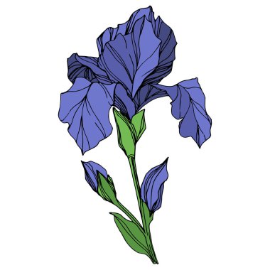 Vektör mavi iris botanik çiçek. Vahşi bahar yaprak izole kır çiçeği. Mavi ve yeşil mürekkep sanat kazınmış. İzole Iris illüstrasyon öğe beyaz arka plan üzerinde.