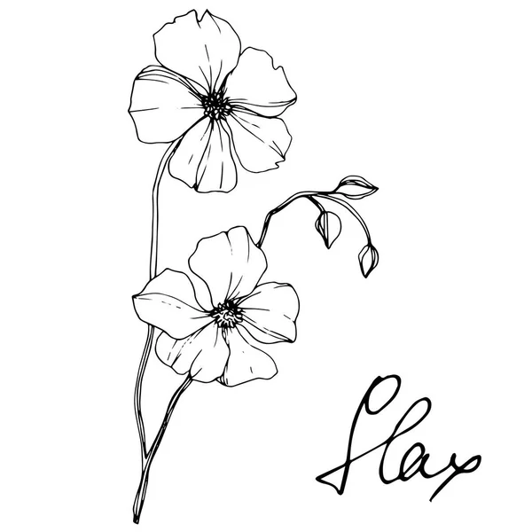 Flor Botánica Floral Vector Flax Flor Silvestre Hoja Primavera Aislada — Vector de stock