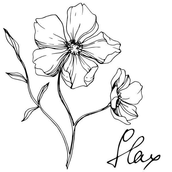 Flor Botánica Floral Vector Flax Flor Silvestre Hoja Primavera Aislada — Vector de stock