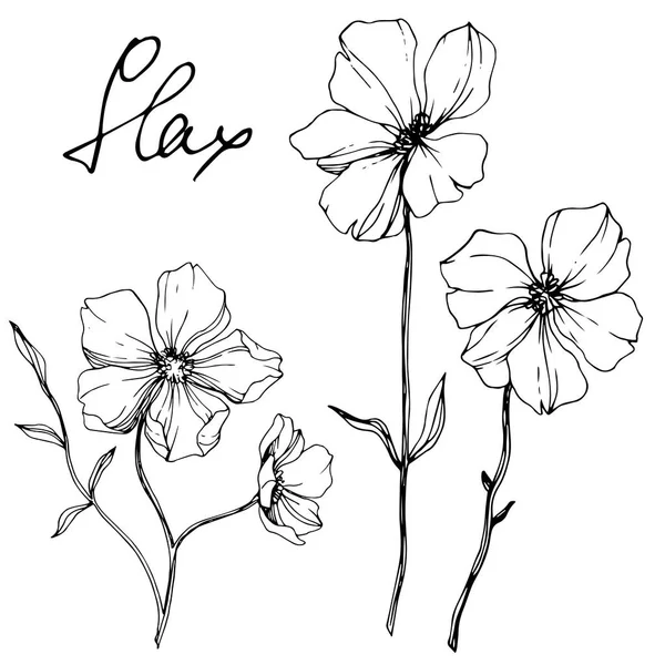 Vector Flax Flor Botânica Floral Folha Selvagem Primavera Wildflower Isolado — Vetor de Stock
