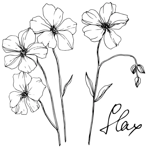 向量亚麻花植物学花 野生春叶野花分离 黑白雕刻水墨艺术 白色背景上的独立亚麻插图元素 — 图库矢量图片