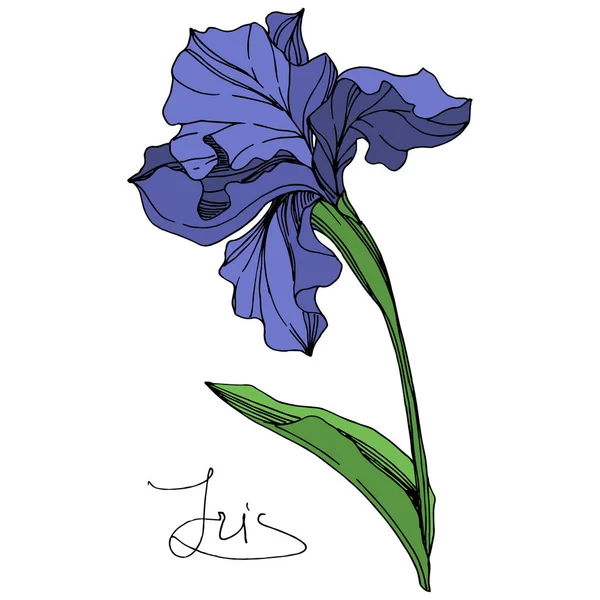 ベクトル ブルー アイリスの花植物花 野生春葉のワイルドフラワーが分離されました 青と緑の刻まれたインク アート 白い背景の上の孤立したアイリスの図要素 — ストックベクタ
