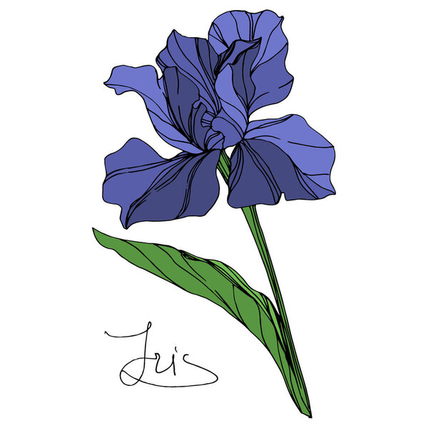 Vector Blue iris floral botanical flower. Wild spring leaf wildflower isolated. Blue and green engraved ink art. Isolated iris illustration element on white background.