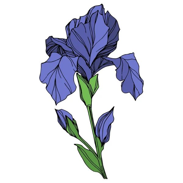 Vector Blue Íris Flor Botânica Floral Folha Selvagem Primavera Wildflower — Vetor de Stock