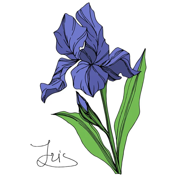 Vector Blue Iris Fiore Botanico Floreale Fiore Selvatico Primaverile Isolato — Vettoriale Stock