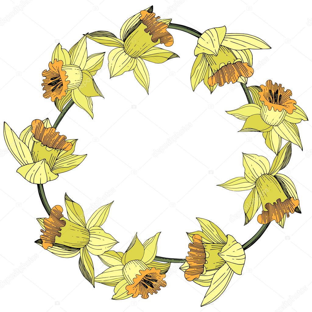 Vector Yellow Narcissus floral botanical flower. Wild spring leaf wildflower isolated. Engraved ink art. Frame border ornament square.