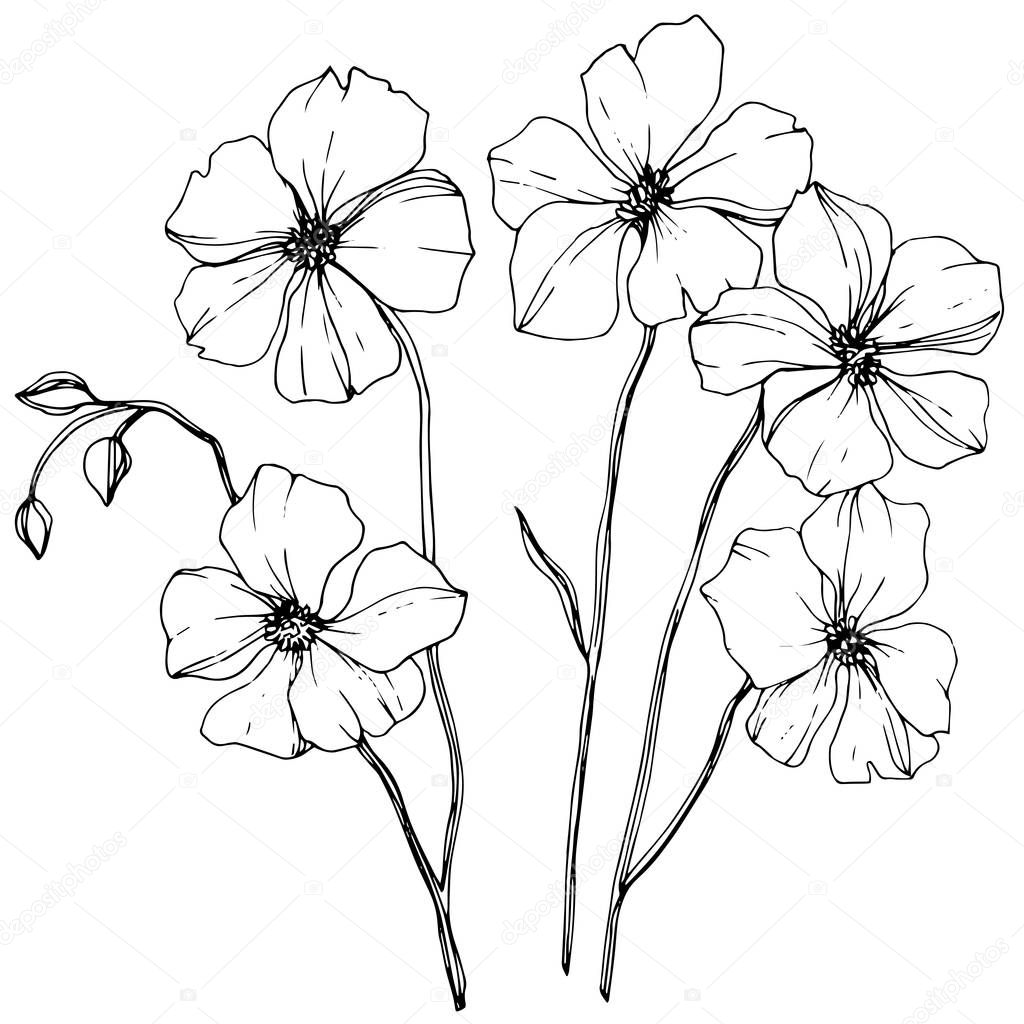 Vector Flax floral botanical flower. Wild spring leaf wildflower isolated. Black and white engraved ink art. Isolated flax illustration element on white background.