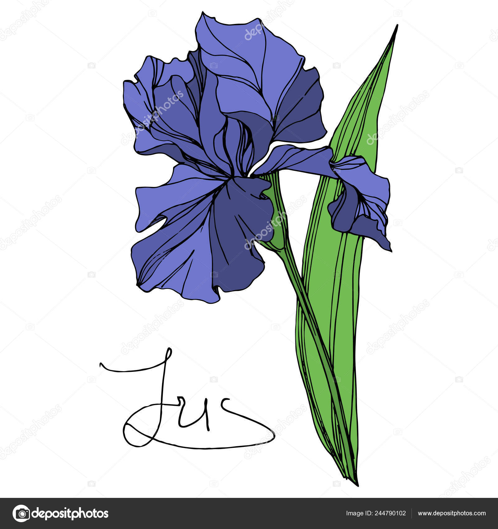 Vector Blue Iris Floral Botanical Flower Wild Spring Leaf ...
