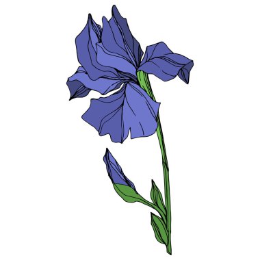 Vektör mavi iris botanik çiçek. Vahşi bahar yaprak izole kır çiçeği. Mavi ve yeşil mürekkep sanat kazınmış. İzole Iris illüstrasyon öğe beyaz arka plan üzerinde.