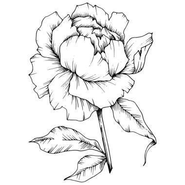 Vektör Şakayık botanik çiçek. Vahşi bahar yaprak izole kır çiçeği. Siyah ve beyaz mürekkep sanat kazınmış. İzole Şakayık illüstrasyon öğesi.