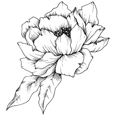 Vektör Şakayık botanik çiçek. Vahşi bahar yaprak izole kır çiçeği. Siyah ve beyaz mürekkep sanat kazınmış. İzole Şakayık illüstrasyon öğesi.