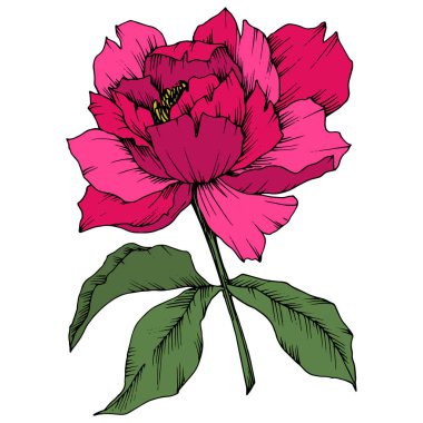 Vektör pembe Şakayık botanik çiçek. Vahşi bahar yaprak izole kır çiçeği. Oyulmuş mürekkep sanat. İzole Şakayık illüstrasyon öğe beyaz arka plan üzerinde.