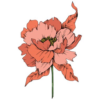 Vektör turuncu Şakayık botanik çiçek. Vahşi bahar yaprak izole kır çiçeği. Oyulmuş mürekkep sanat. İzole Şakayık illüstrasyon öğe beyaz arka plan üzerinde.