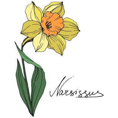 Vektör sarı nergis botanik çiçek. Vahşi bahar yaprak izole kır çiçeği. Oyulmuş mürekkep sanat. İzole nergis illüstrasyon öğe beyaz arka plan üzerinde.