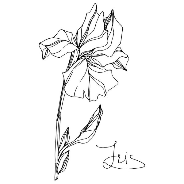 Vector Iris floral botanical flower. Wild spring leaf wildflower isolated. Black and white engraved ink art. Isolated iris illustration element on white background.