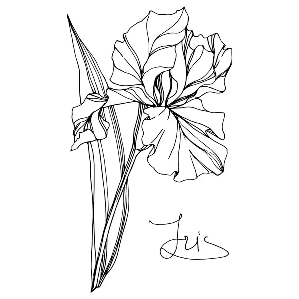 Διάνυσμα Ίρις Λουλούδι Βοτανικό Λουλούδι Άγριο Ανοιξιάτικο Λουλούδι Απομονωμένο Μαύρο — Διανυσματικό Αρχείο