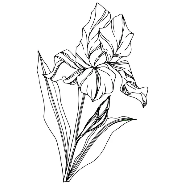 ベクトルアイリス花植物の花 野生の春の葉の野生の花を隔離 黒と白の刻まインクアート 白い背景に孤立した虹彩のイラスト要素 — ストックベクタ