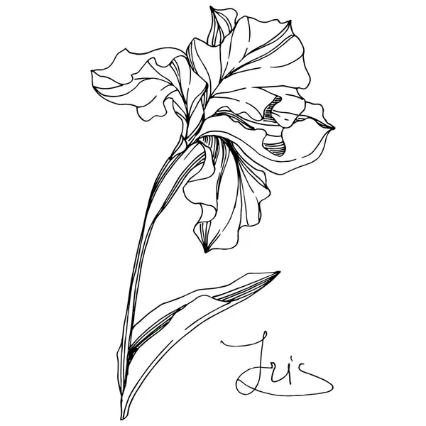 Vecteur Iris Fleur Botanique Florale Feuille Sauvage Printemps Fleur Sauvage — Image vectorielle