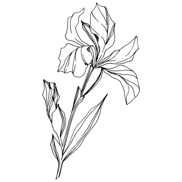 Wektor Iris Kwiatowy Kwiat Botaniczny Dziki Wiosenny Liść Odizolowany Czarno — Wektor stockowy
