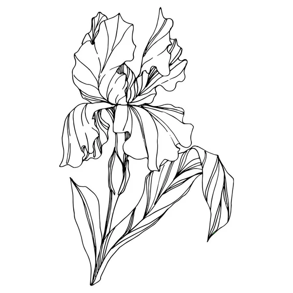 Vektör Iris Çiçekli Botanik Çiçeği Vahşi Bahar Yapraklı Kır Çiçeği — Stok Vektör