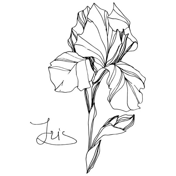 ベクトルアイリス花植物の花 野生の春の葉の野生の花を隔離 黒と白の刻まインクアート 白い背景に孤立した虹彩のイラスト要素 — ストックベクタ