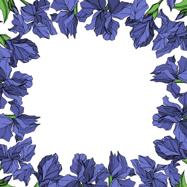 Vektor Blue Iris Květinové Botanické Květin Bílém Pozadí Divoký Jarní — Stockový vektor