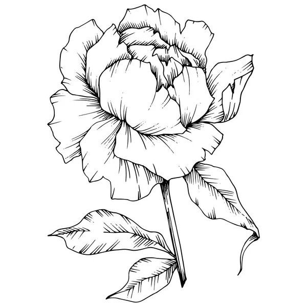 Векторный Цветочный Ботанический Цветок Пиона Дикий Весенний Цветок Изолирован Черно — стоковый вектор